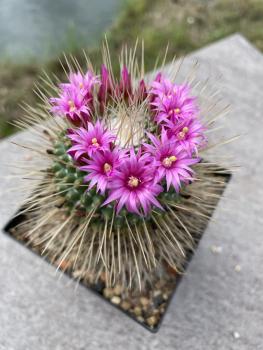 Mammillaria spinosissima